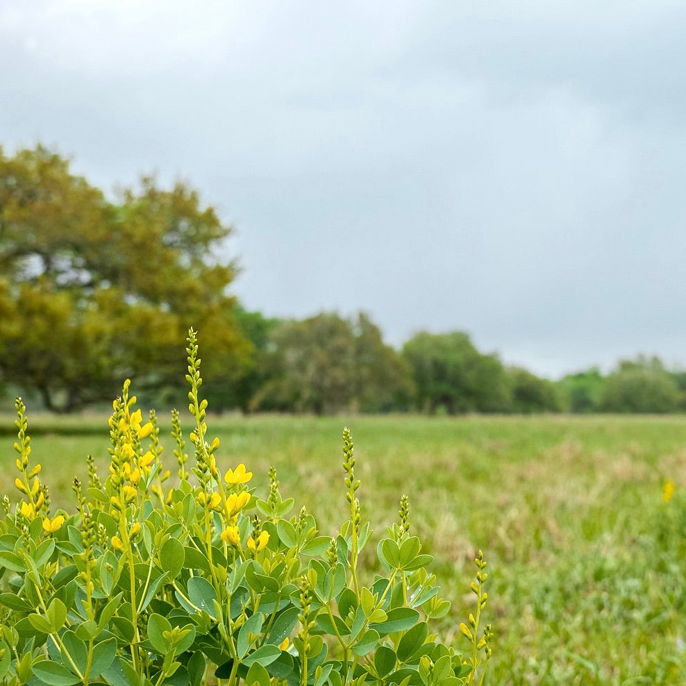 2024 Soil Carbon Storage Credits - Regenerative Standard